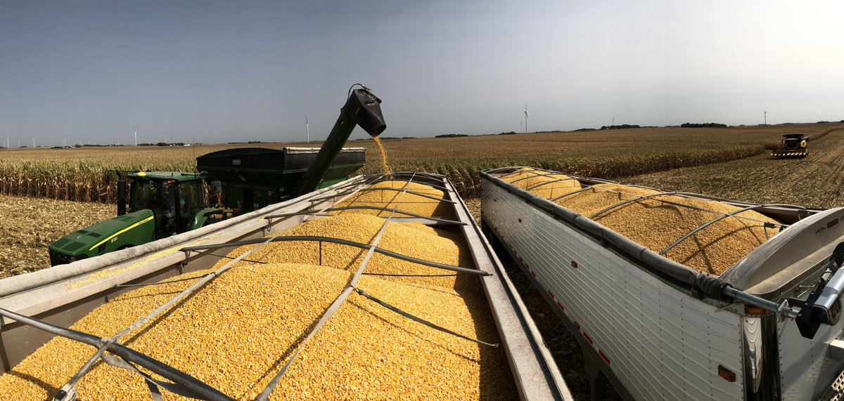 First two loads of the year and the only loads of the day after I managed to mangle 2 snoots. 🌽 #harvest20