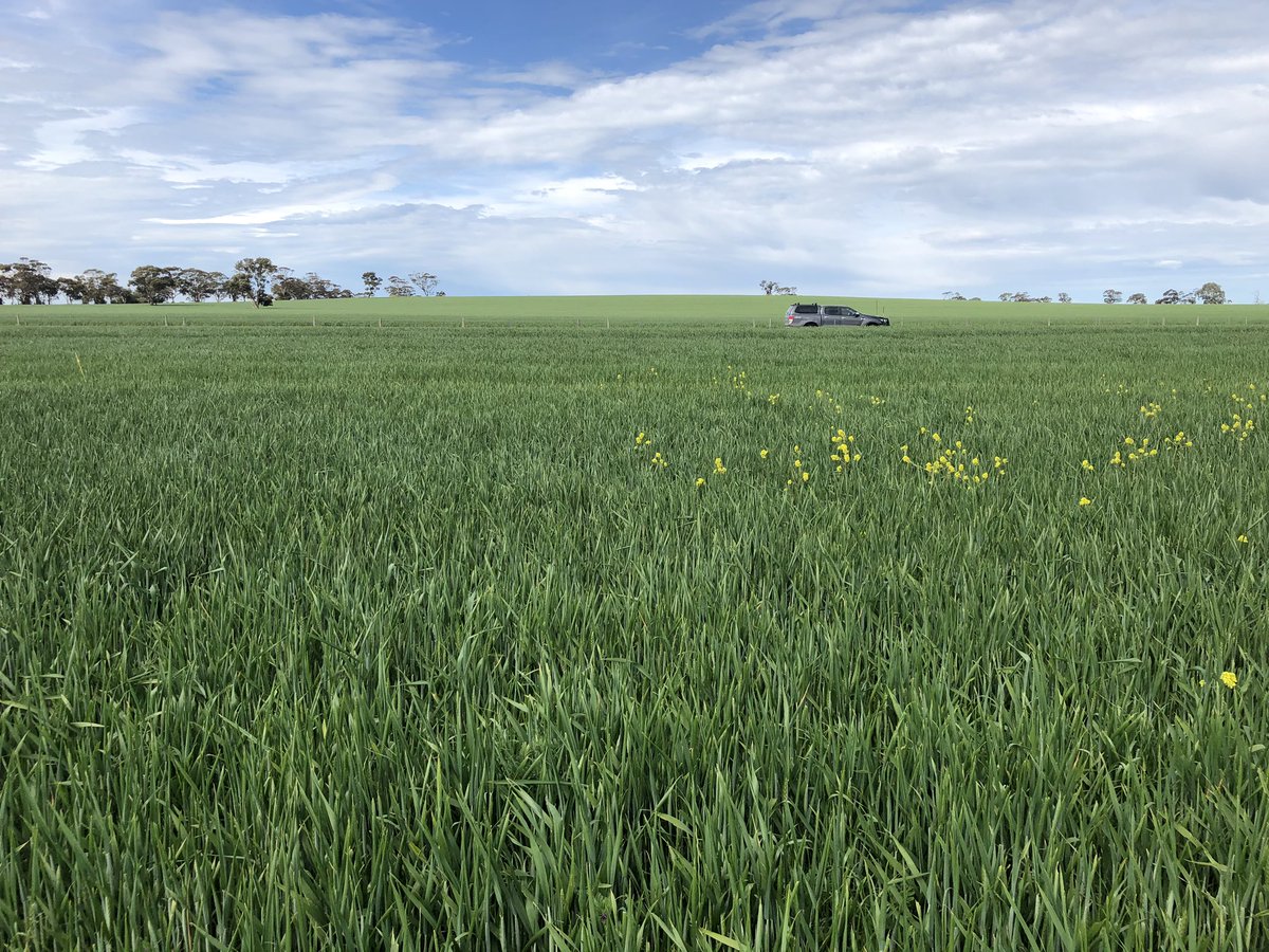 Starting to see the long term control offered by Mateno Complete on broadleaf weeds. Right: standard IBS treatments, Left: Mateno Complete EPE treatments.#BayerTrials <a href="/Bayer4CropsAU/">Bayer AU 🇦🇺 | Crop Science</a>