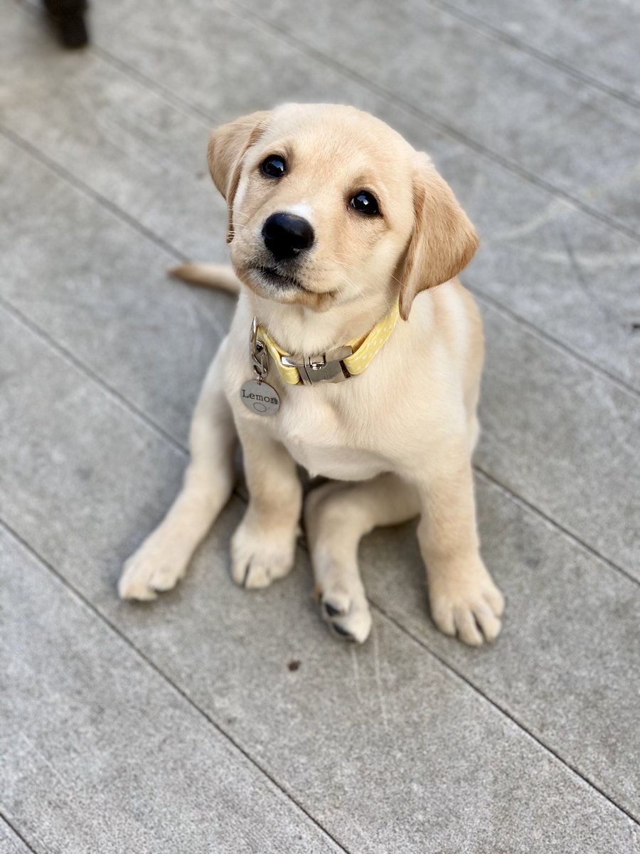 landerson_14's tweet photo. I might have actually died and gone to heaven. Everyone meet Lemon, my new roommate and the pup that made me a cool dog aunt 🍋 https://t.co/NNLUl0mDJG