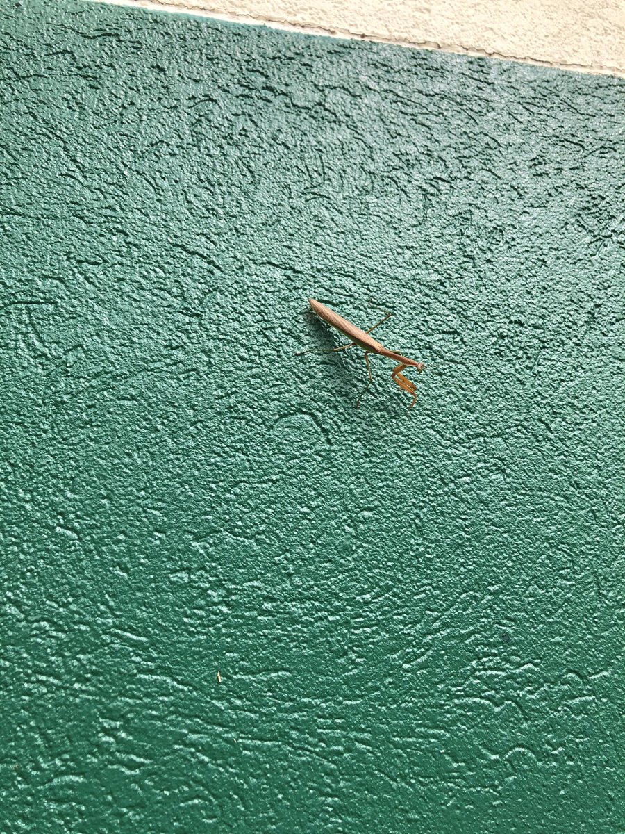 MrKnightSSS's tweet photo. The recess zones are ready at Barnes Elementary for the first day of lunch recess. The students are excited and full of energy on this cool September day. Even the praying mantis wanted to play outside today! #warh #respecttheram https://t.co/JwrL9F2C8y