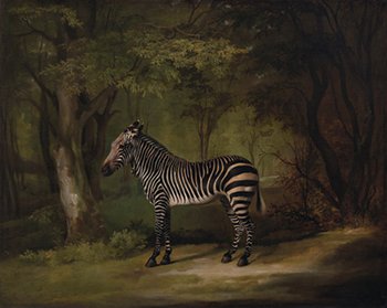 18thCand19thC's tweet photo. The Queen’s Ass - Some of the first exotic animals to enter France and England in the early 1700s were the chimpanzee and the rhino. They would later be upstaged by the #zebra, with one of the striped ... https://t.co/2r4CDI3ENI #queensass #18thcentury https://t.co/MxL7ICZM2g
