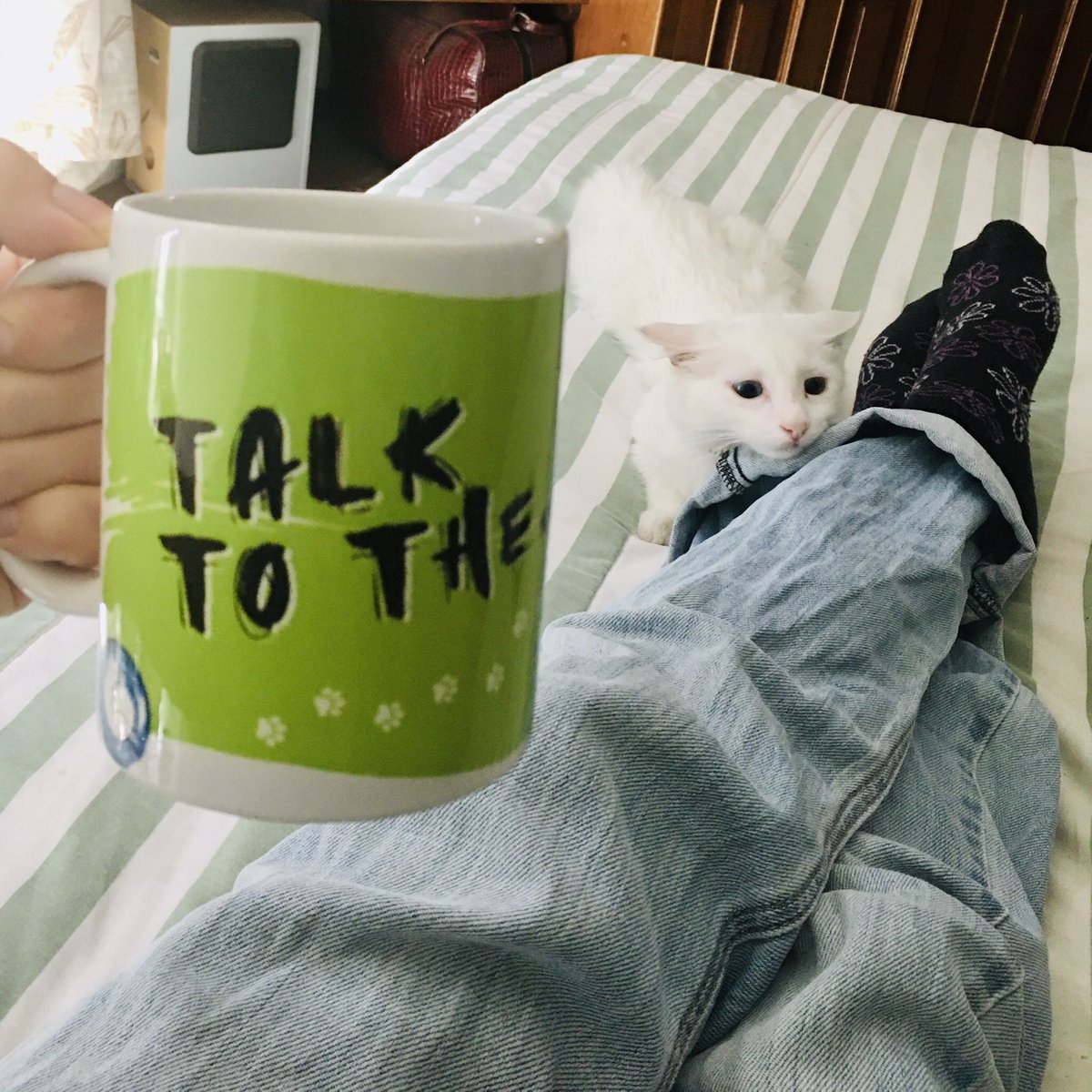 elmundodenubes's tweet photo. Nuestra taza “Talk to the... ” También conocida como “Habla con mi cola” 😹 Apta para todas las ocasiones. 😸👌 Es parte de nuestra colección  #Cattitude ☕️ Los modelos en las fotos: #GatitaNubes y #Chuva #ElMundodeNUBES #TalkToThe #TienditaGatuna #catlovers #GatosdeGuatemala https://t.co/r85FGUl94d