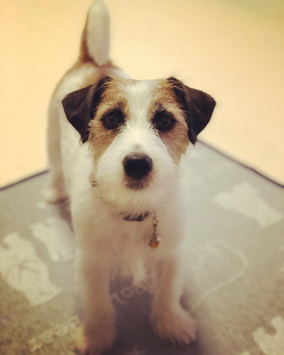 akerin512's tweet photo. 可愛い過ぎる💕
#jrt #jrtpost #jackrussell #jackrussellterrier #instadog #dogstagram #dog #todayswanko #ジャックラッセル #ジャックラッセルテリア #多頭飼い #シニア犬 #15歳 #若犬 #２歳 #姉犬と弟犬 #年の差多頭飼い #犬なしでは生きていけません会 #犬のいる暮らし https://t.co/zH6wI8sYT1