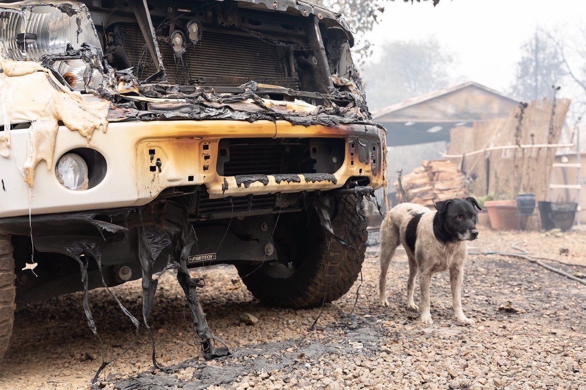 ifawglobal's tweet image. The #NorthComplexFire continues to devastate communities. Our animal search and rescue team was on their way to a call to check on horses when they spotted a senior dog outside a property that had burned to the ground.