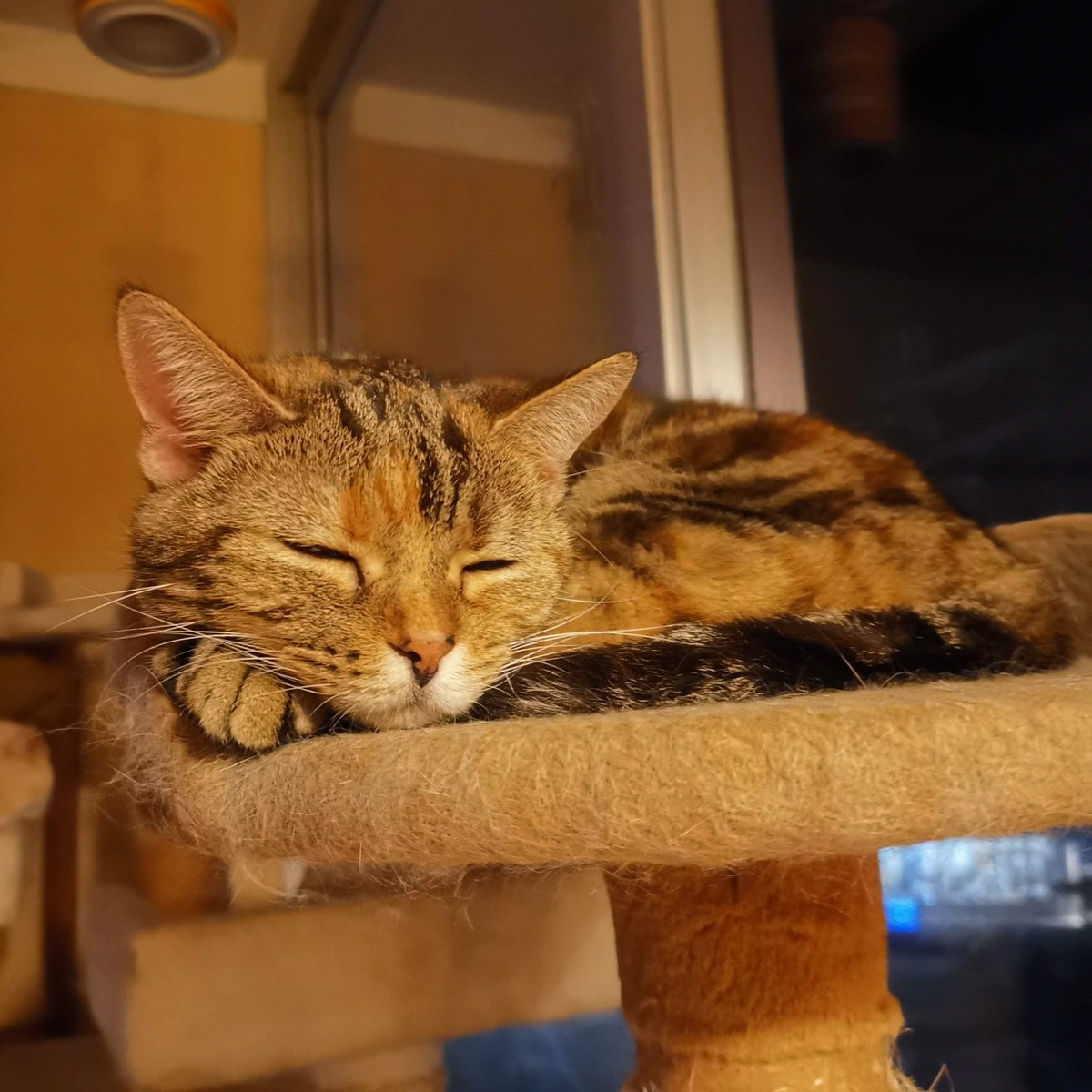 猫カフェキャッチー 営業中 フジさん すやすや 営業11時 19時30分 受付18時30分まで マスク着用必須です オンライン猫カフェ Pococha ポコチャ 猫カフェ 和歌山 コロナに負けない猫カフェ