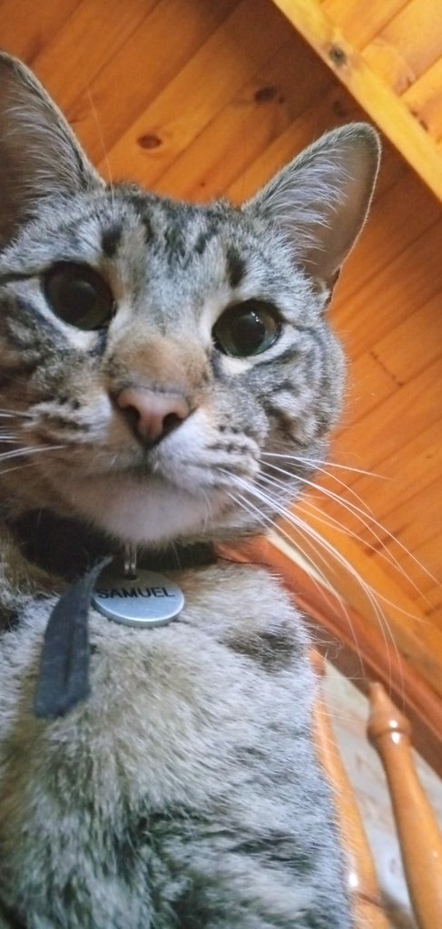 _ManeP_'s tweet photo. Lo que otros ven cuando se despiertan: el techo
Lo que yo veo: 

(acaso no es el gatito más hermoso del universo? 😍✨) https://t.co/LdbN6ZPpTk