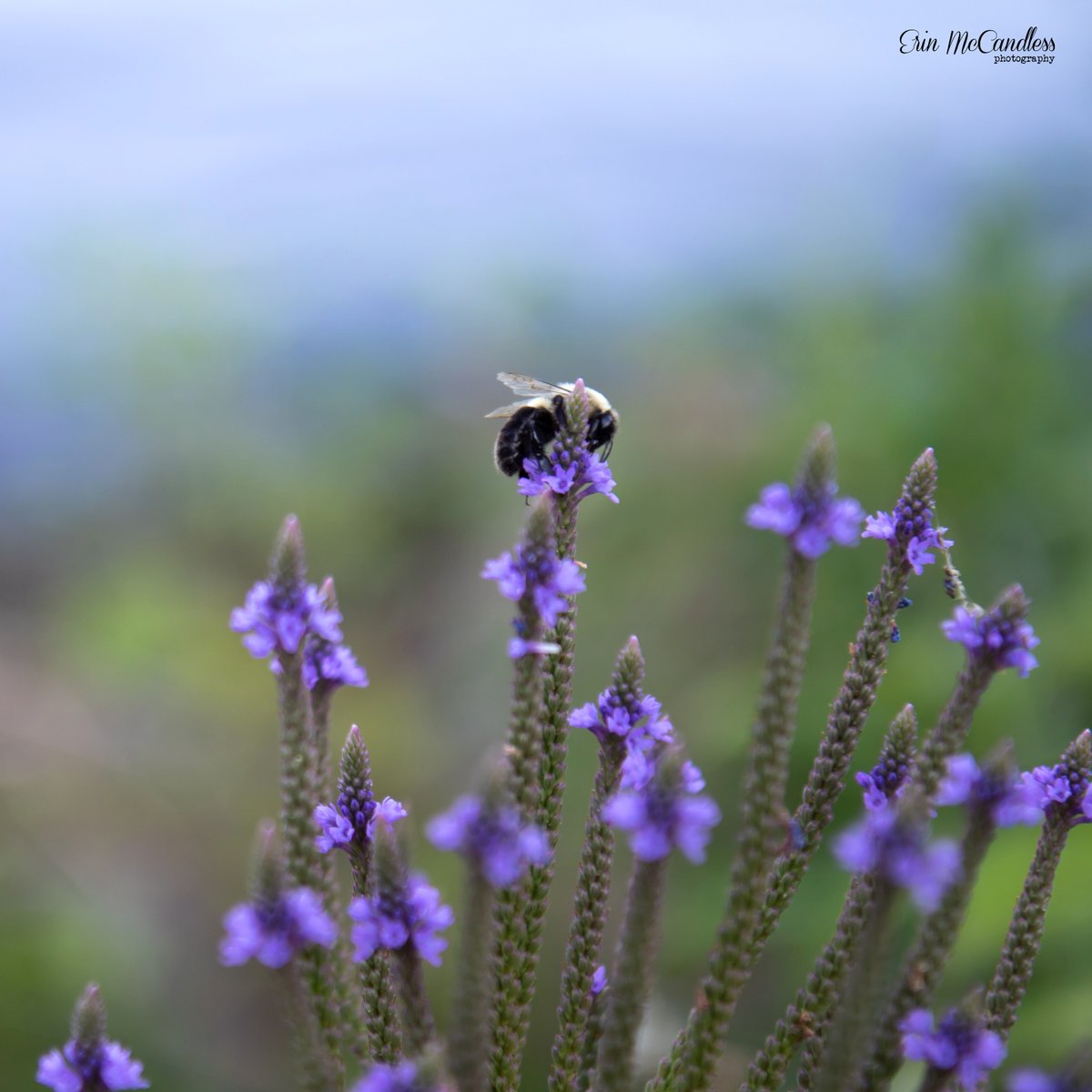 Erin McCandless Photography tweet media