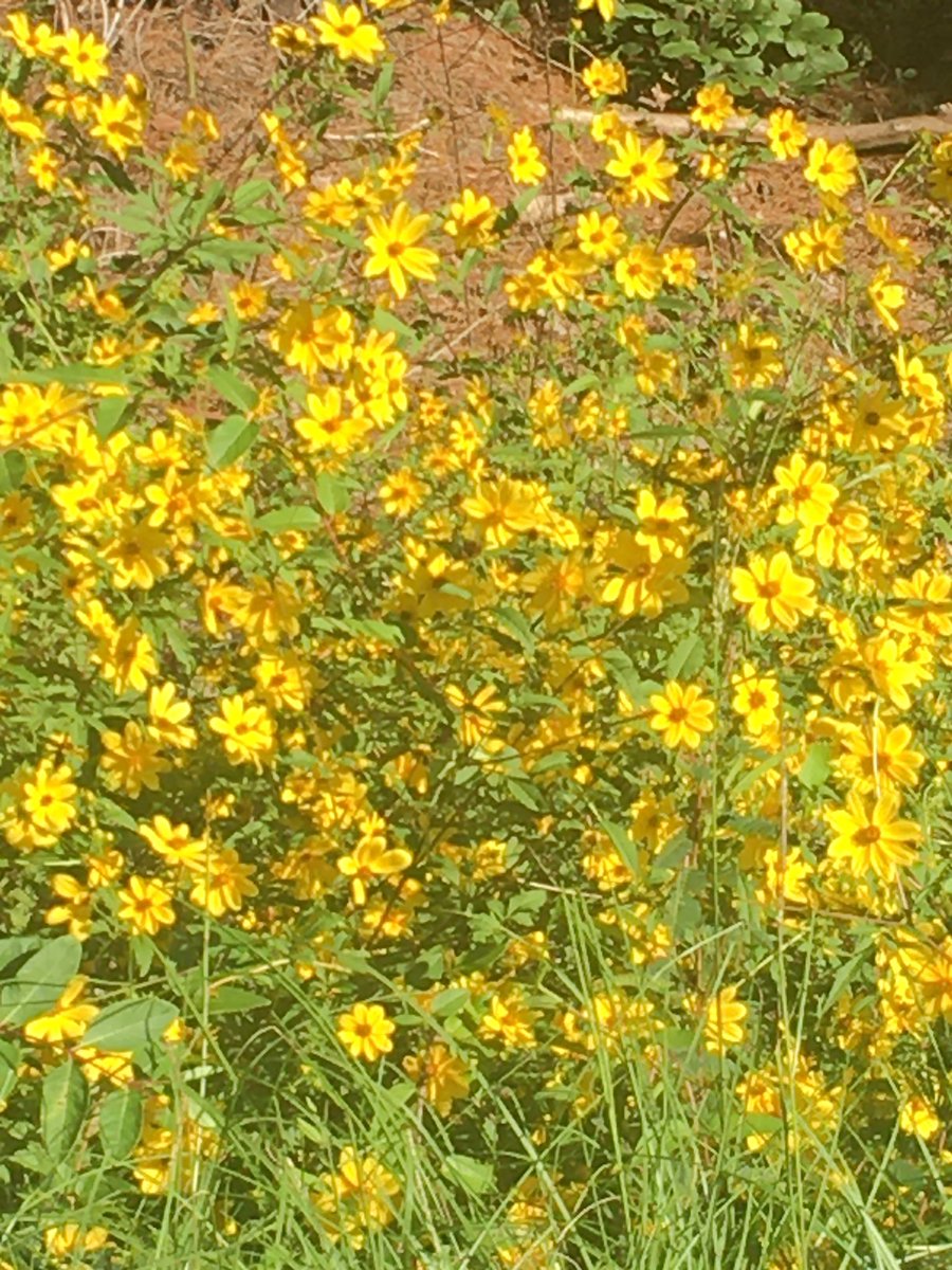 tammyasu's tweet photo. I’ve been trying to work on my wellness by starting each morning with a walk...here’s a peek at some of the sights I’ve passed in the mornings. #OITEWellnessChallenge @NIH_OITE https://t.co/cbwMmTkFeh