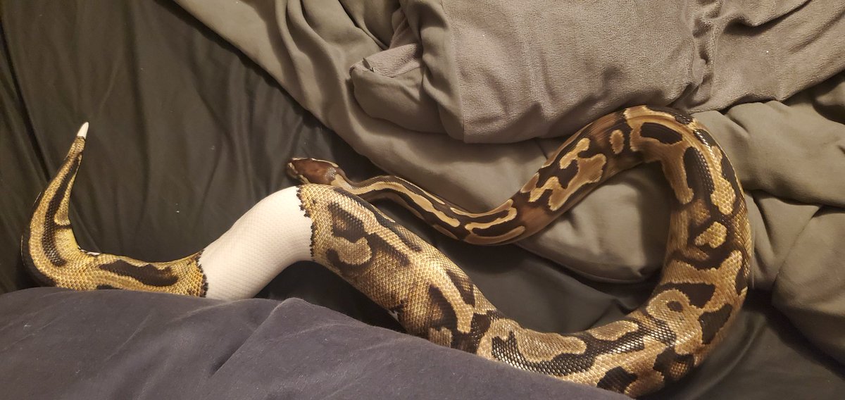 Pythons Galore tweet media