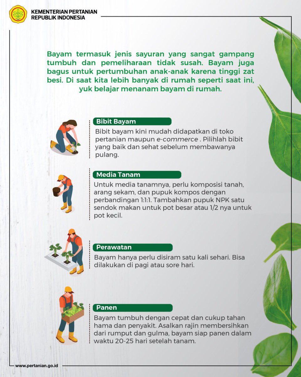 Kementerian Pertanian Ri On Twitter Selamat Pagi Mintani Mau Share Lagi Tentang Tips Bercocok Tanam Kali Ini Mintani Akan Share Tentang Bayam Salah Satu Sayuran Yang Cocok Ditanam Di Pekarangan Nah Buat