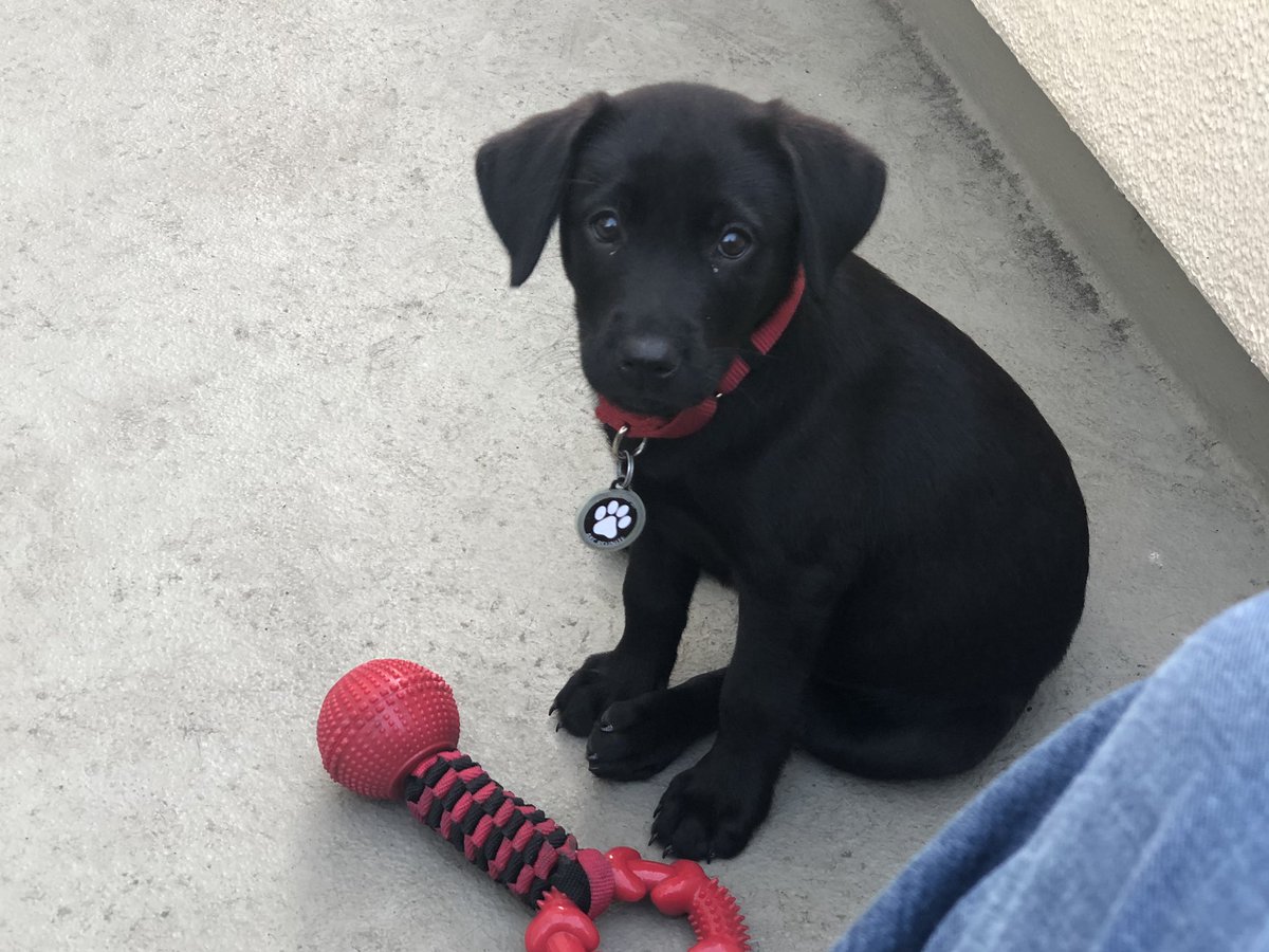 PuppyMagnolia tweet media