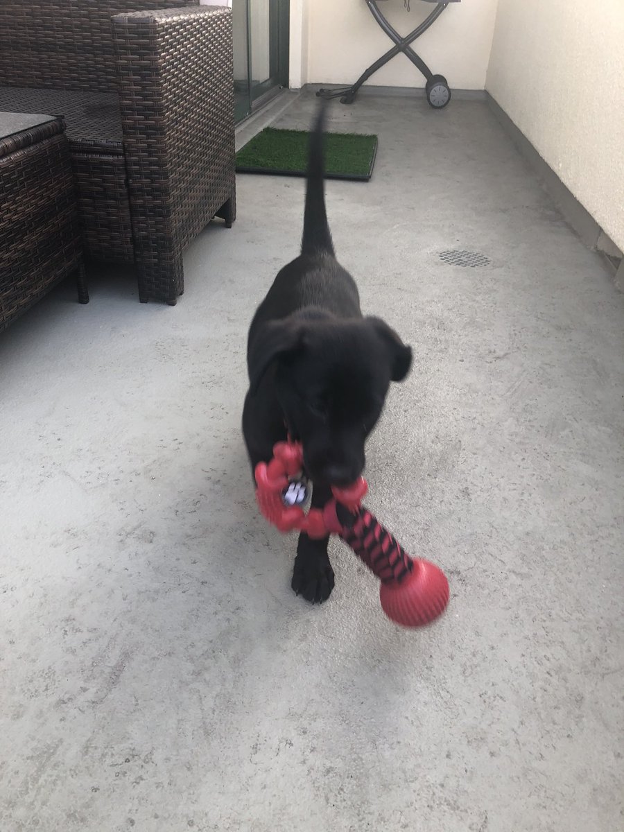 PuppyMagnolia tweet media