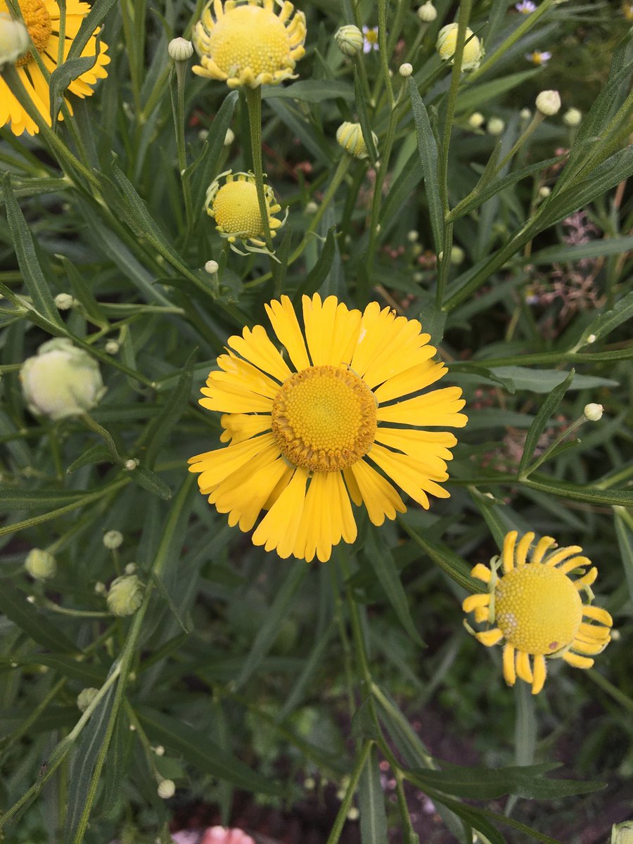 #Plant Profile: Sneezeweed (Helenium autumnale) is a herbaceous perennial found along streams, ponds, and in wet open meadows. It is native across North America from northern Canada to the southern United States. 🌱