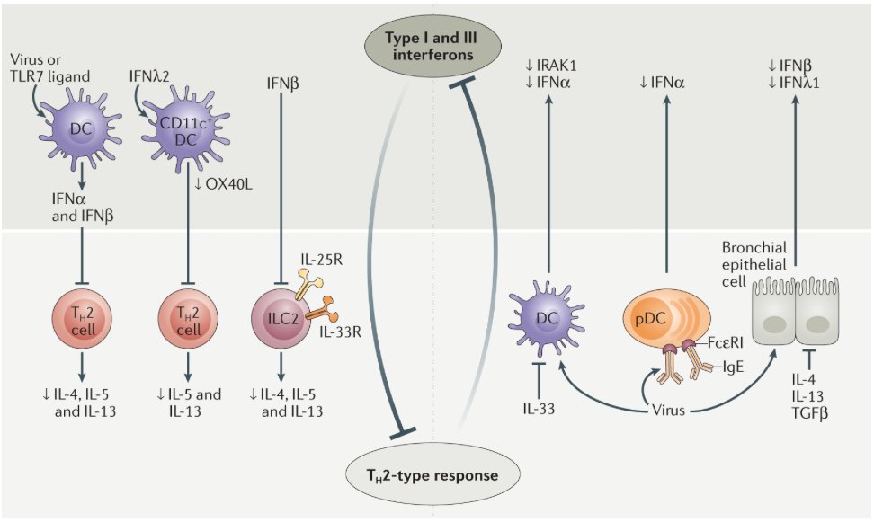 mmw_lmw's tweet photo. Early life #Microbial_Exposures and #Allergy_Risks | Reciprocal negative regulation of type I and III interferons and TH2-type responses | Harald Renz @Uni_MR @NatRevImmunol https://t.co/y1ZwsMXWIz https://t.co/DClDII0unB