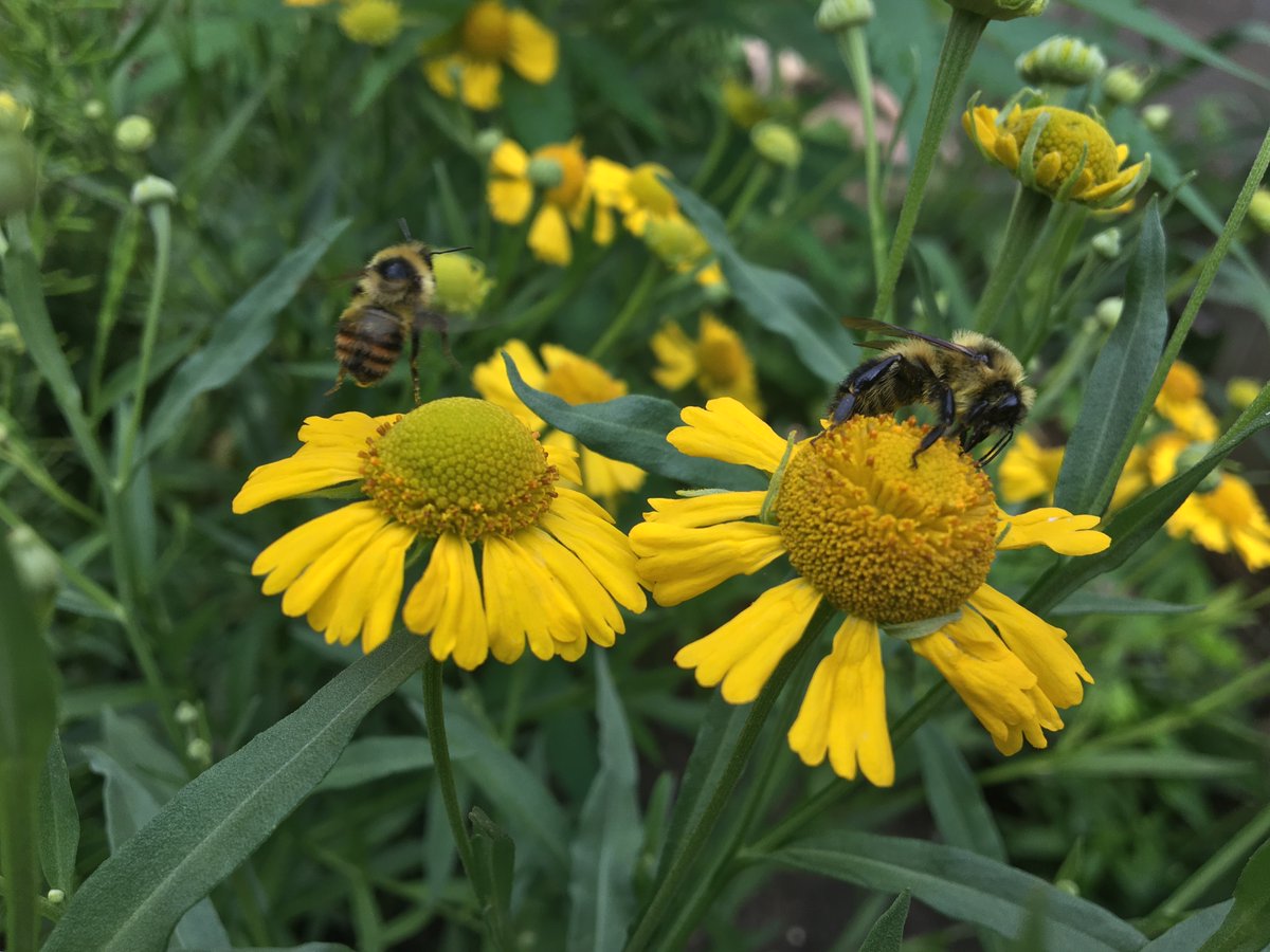 Sneezeweed blooms from July to October and is a good species to plant in your garden to help #pollinators as the weather starts to get chillier in the fall. The yellow #flowers are highly attractive to #bumblebees, native solitary #bees, #butterflies, hover flies, and beetles. 🐝