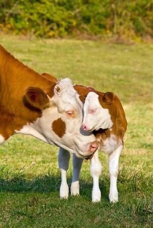 how baby cows    how baby cows should live         actually live
