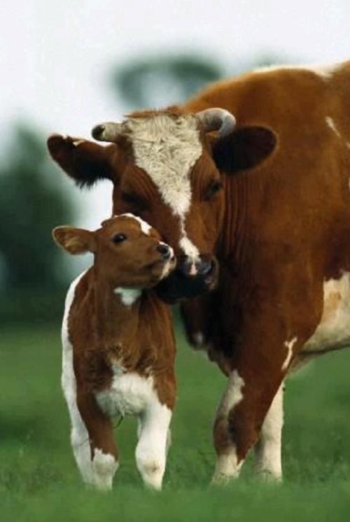 how baby cows    how baby cows should live         actually live