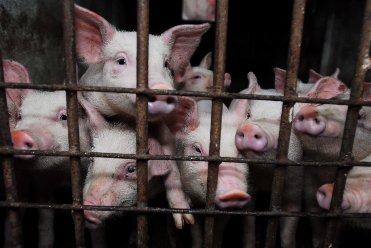 how pigs             how pigsshould live           actually live