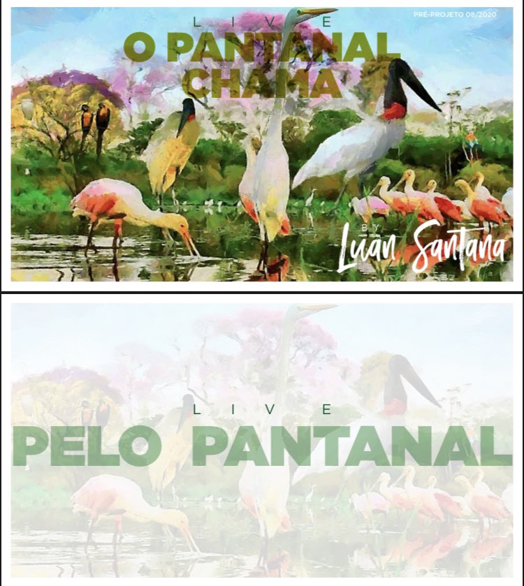 luansantana's tweet photo. Ainda não tivemos parceiros interessados, mas deixo aqui, publicamente,  que temos este projeto. E você, que tem uma marca ou empresa querendo fazer a diferença,  neste momento, entre em contato. Vamos salvar o Pantanal! Vamos dar visibilidade a esta causa! #SavePantanal (2/2) https://t.co/uGto3Bv4Iz