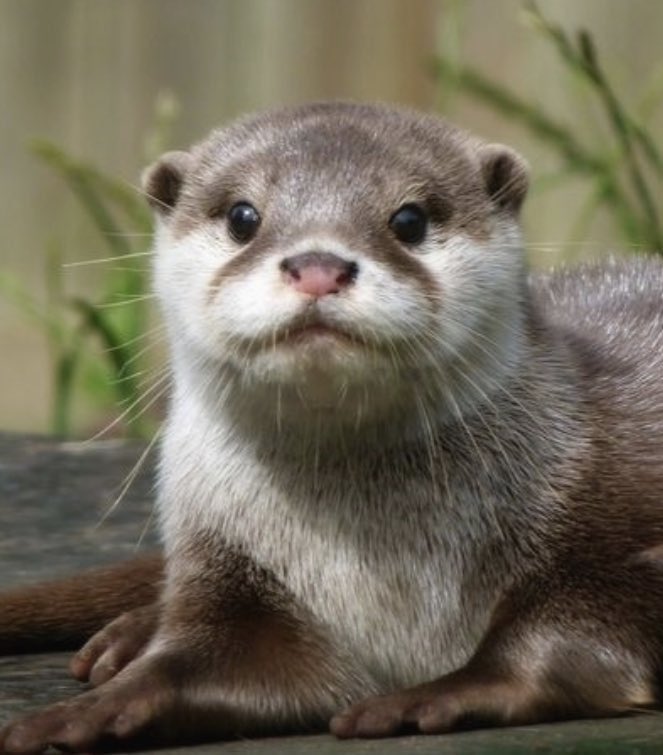 luz noceda as otters; a necessary thread