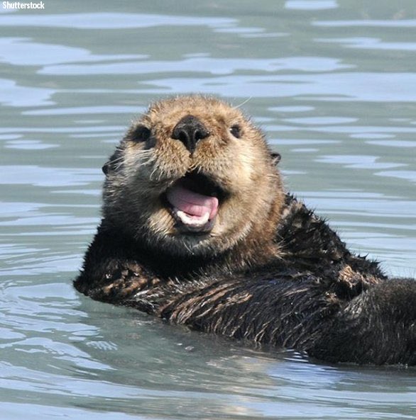 luz noceda as otters; a necessary thread