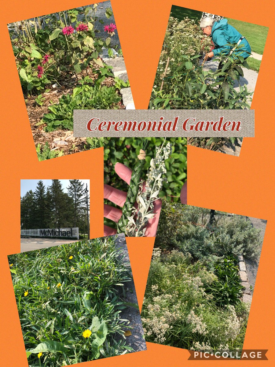 Fabulous day of learning while harvesting sage and sweet grass <a href="/mcacgallery/">McMichael Canadian Art Collection</a> Thank you Lynn <a href="/HumberArb/">Humber Arboretum</a> ,McMichael staff and the Broadshoulder Hawks kettling in the sky above the Ceremonial Garden <a href="/MCACVolunteers/">McMichael Volunteers</a>  #getoutside