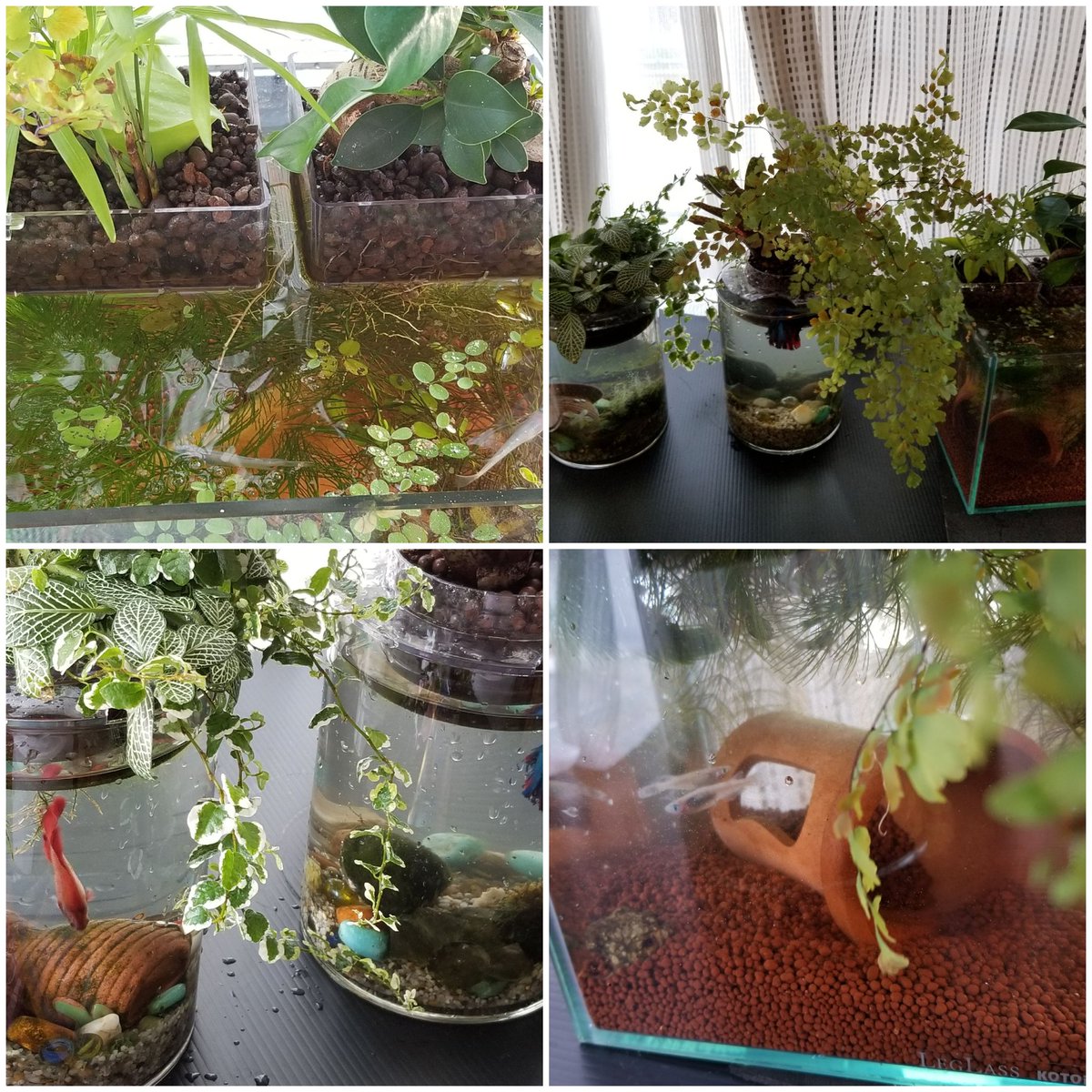 けい 窓際で屋内に小さな水槽にメダカ ヌマエビ入れてます ベタも 何れもエアレーション無し 濾過無し 植物ありの状態ですが元気です 水槽に後つけできるプラ容器をメダカには使用しています 冬は窓から離します