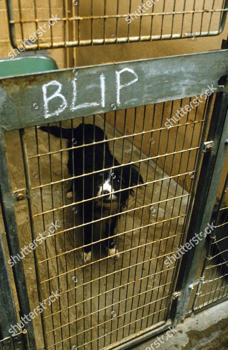 L_J_H_82's tweet photo. What did the dog do wrong to deserve to be put down ?! #des #blip #poorblip #bleep https://t.co/cAg9M4RRQD