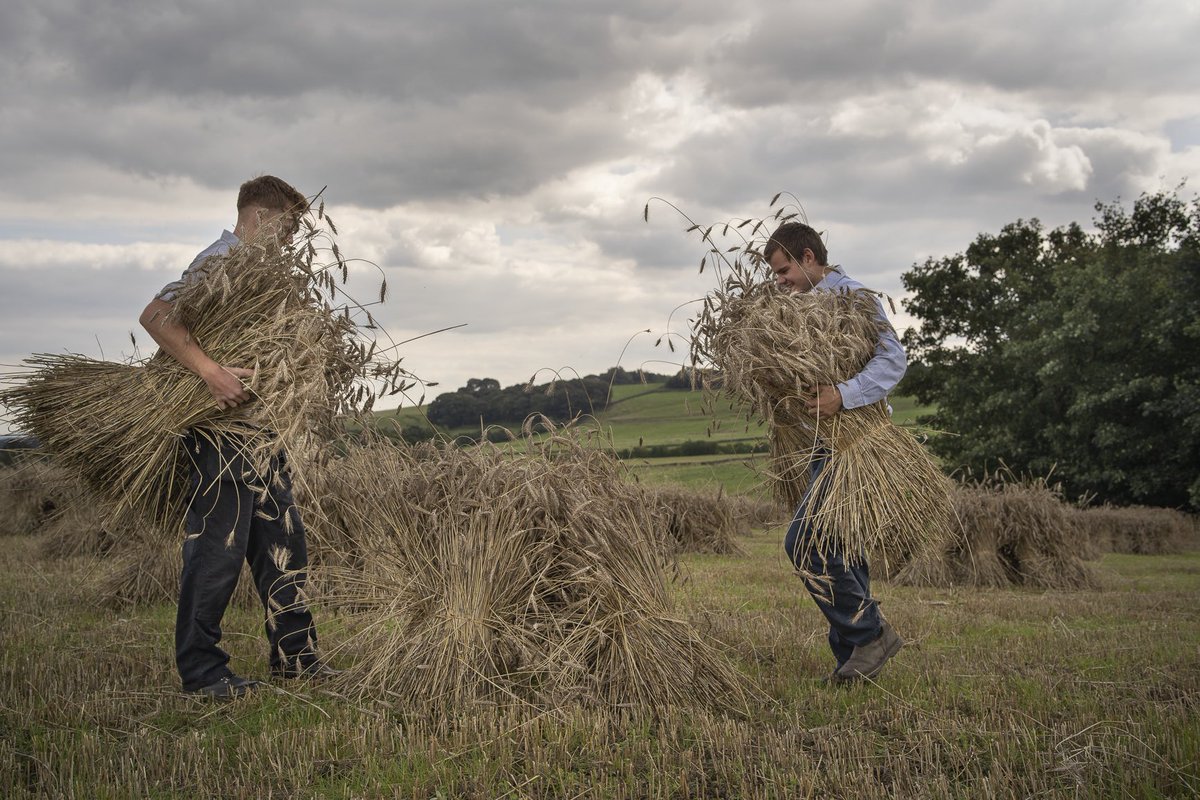 LucySaggers's tweet photo. Stooking sheaves of thatching straw, Birdsedge, West Yorkshire, Sept 2020. One field, four people, one day to reap, bind &amp; stook. Though they often have to be rebuilt having blown over during the two weeks they should take to dry. #thatch #grower #farmer #heritagecrafts https://t.co/R7v1g6zael