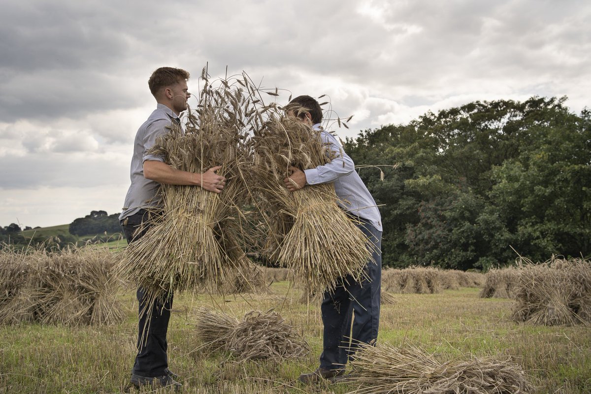 Stooking sheaves of thatching straw, Birdsedge, West Yorkshire, Sept 2020. One field, four people, one day to reap, bind & stook. Though they often have to be rebuilt having blown over during the two weeks they should take to dry. #thatch #grower #farmer #heritagecrafts