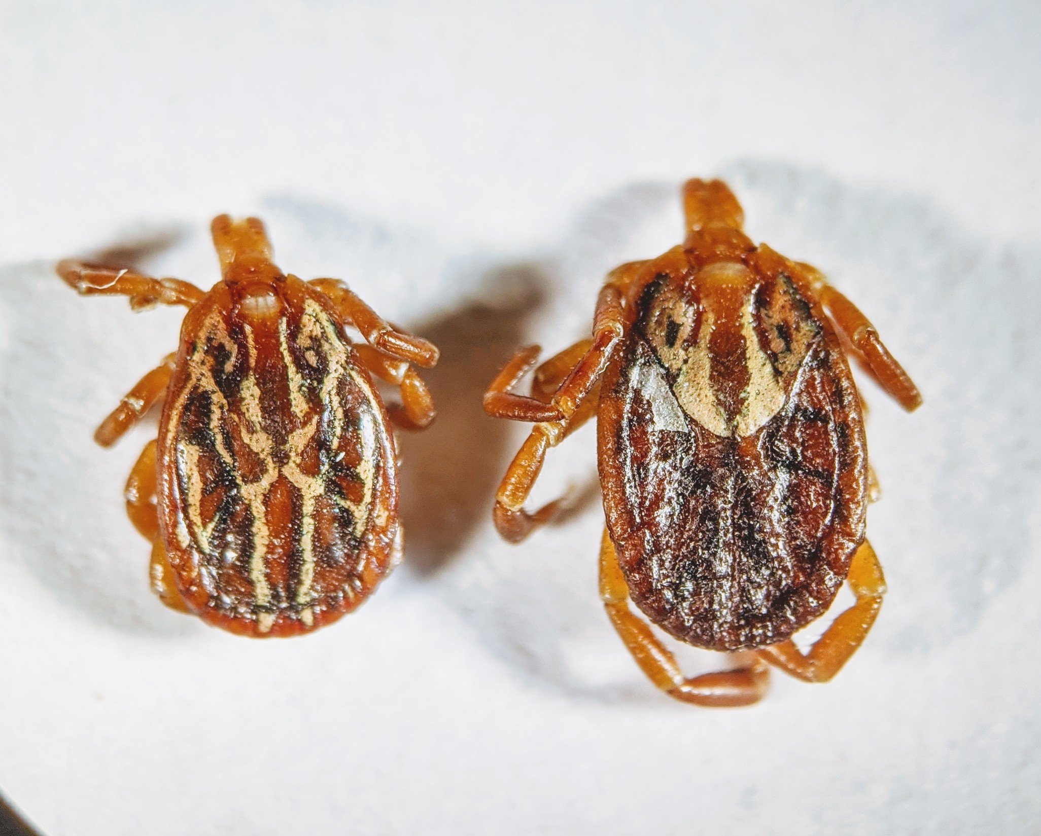 ticks with brown shell