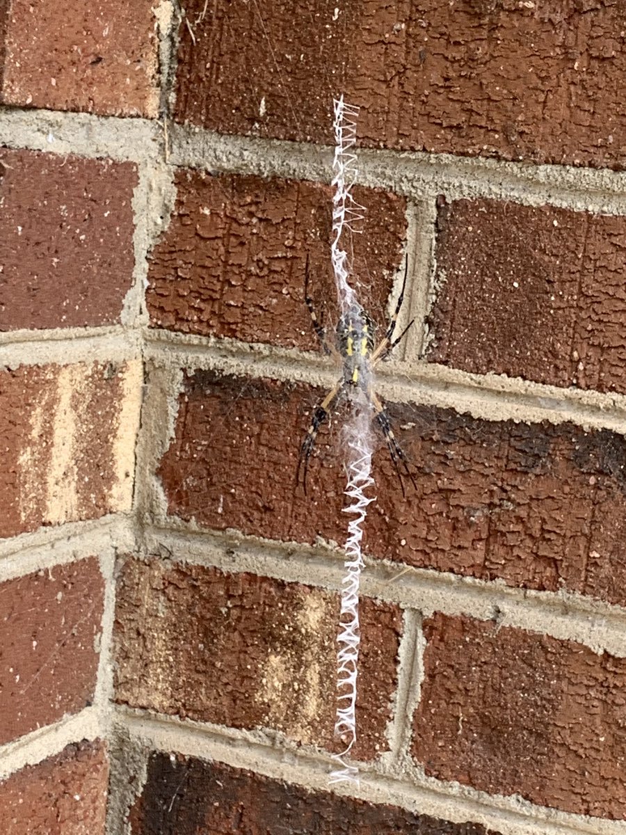 MrsJGullick's tweet photo. Our class found this beauty on the way to recess. #learningatrecess #favoritespider #namedherCharlotte https://t.co/Tl1rAuYE7U