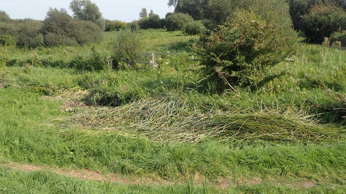 The only day we have ever tried to snorkel Wicken Lode is the only day in the year when  @EnvAgencyAnglia is busy cutting its vegetation! Was looking forward to gin clear; got soup brown... #wickenfen  #Fenland  #Fens  #Cambridgeshire3/7