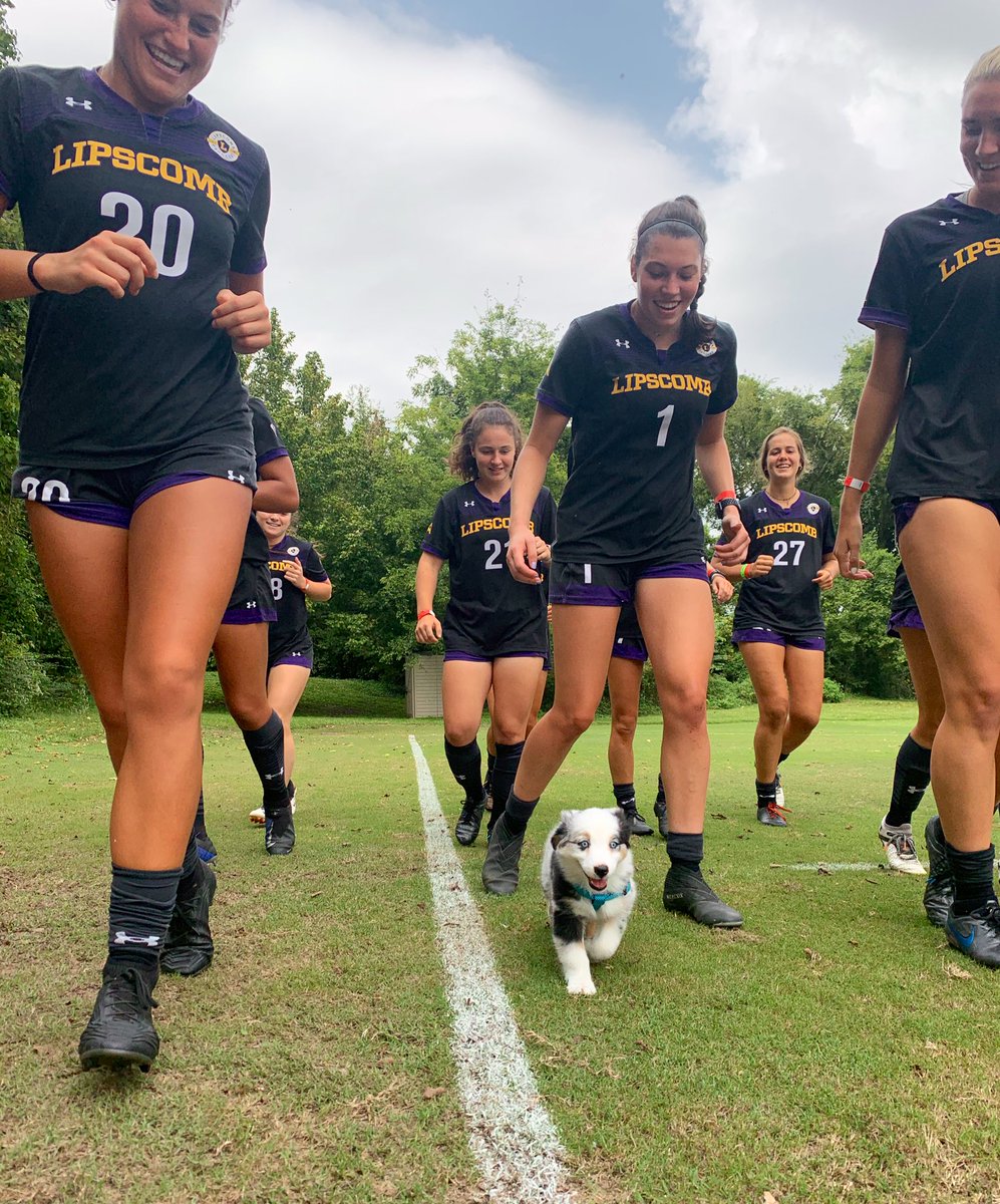 LipscombWSOC's tweet photo. New team member, Winston joined us at training today... he chased his mom and led the pack. 🐶 🥰#puppylove #IGY6 #HornsUp https://t.co/c2IjceKxjx