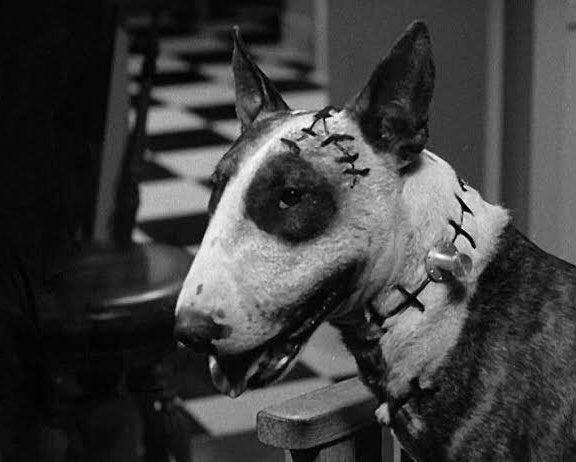 𝔇𝔞𝔯𝔨 𖤐 𓃵 on Twitter: "Frankenweenie (1984)… "