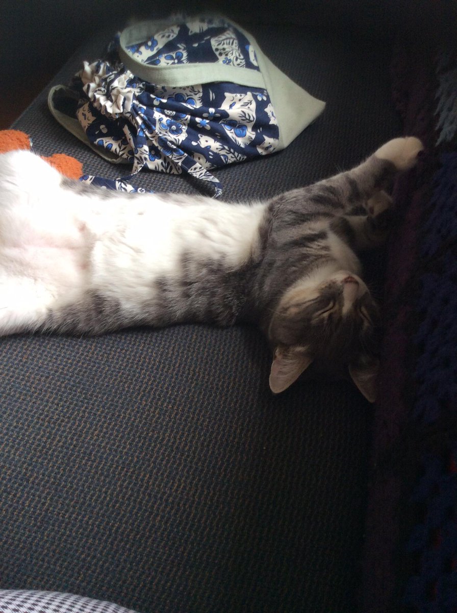 MeowMoeDotCom's tweet photo. #Jupiter #Napping beside me. He’s getting so #Big! He’s only 4.5 #Months and he’s at least #6lbs. He’s such a #Sweeti ...
 
#Cats #Cat #Kittens #Kitten #Kitty #Pets #Pet #Meow #Moe #CuteCats #CuteCat #CuteKittens #CuteKitten #MeowMoe #Hes
 
https://t.co/Gvvmag3IzT https://t.co/gyAYbOYa5f