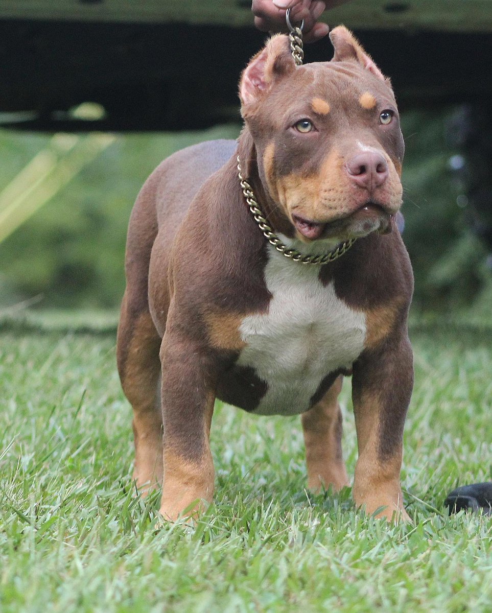 D1Blackburn's tweet photo. Just a few pictures of 3 pups off my last litter to show y’all what we produce over here at LaRoy’s Bully Kamp😎 https://t.co/sOhvCQXSHx