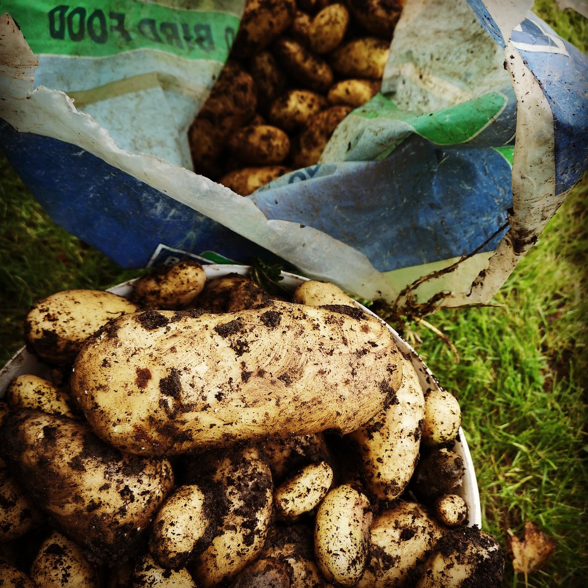 Our first planter season harvest was a success! Planter owners and many Strathaven residents received a bag of potatoes to enjoy 🥔👍 #Community #Strathaven #GrowYourOwn #TattiesGalore