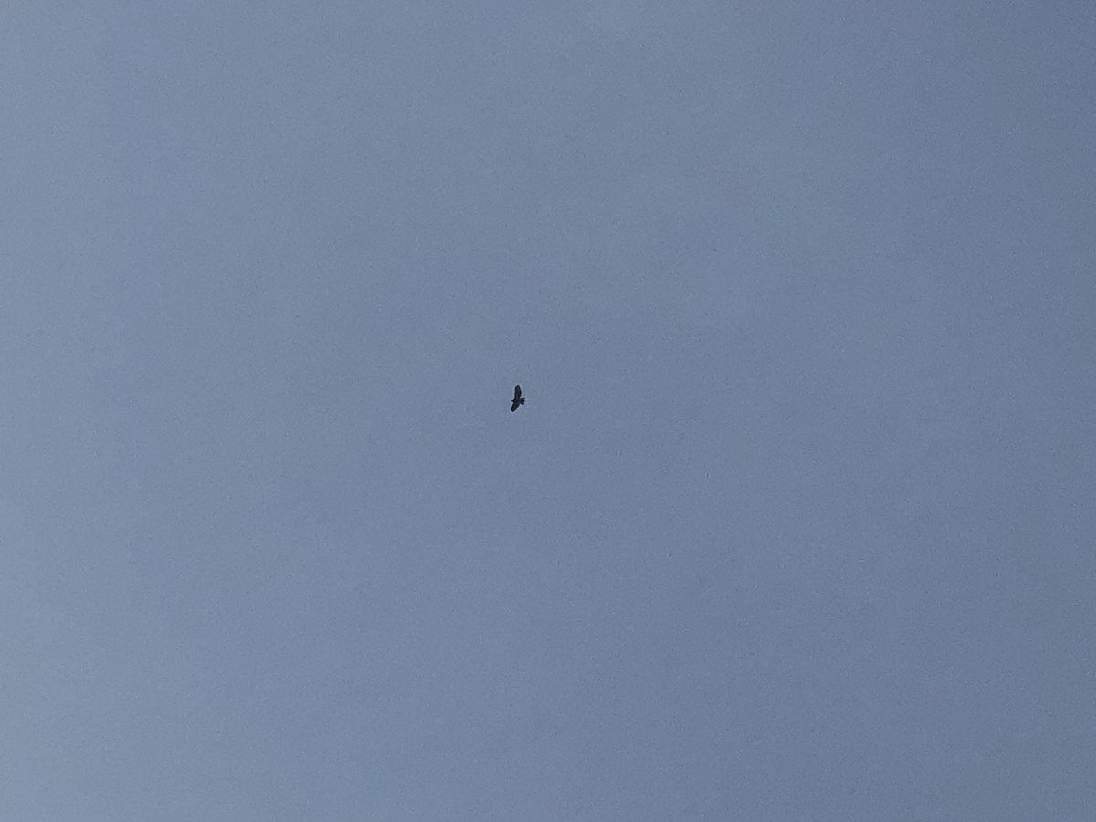 1DegreeOutside's tweet photo. ICYMI on @NBC10Boston &amp; @NECN: Hazy sky is from the wildfires in the Western US. Massive amounts of smoke were picked up by steering wind currents aloft &amp; spread east. Today I snapped this hawk screeching against the smoky sky. Of course, I’ll have an update on TV in the AM! https://t.co/L4gIy1qWq2