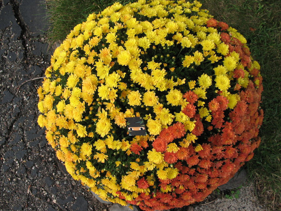 barbaradacosta's tweet photo. Dot Day
Flower Dot
Flower Power
Flower Pot
Nighttime Ninja in
Yin-yang Dot Pot

https://t.co/1pzveDWVab
#dotday #dot @DotClubConnect @peterhreynolds #nighttimeninjaadventures #kidlit #childrensbooks #creativity #gardening #flowers #gardens #zen #dao #tao #picturebooks #ninjasread https://t.co/HwOzT5M8EE