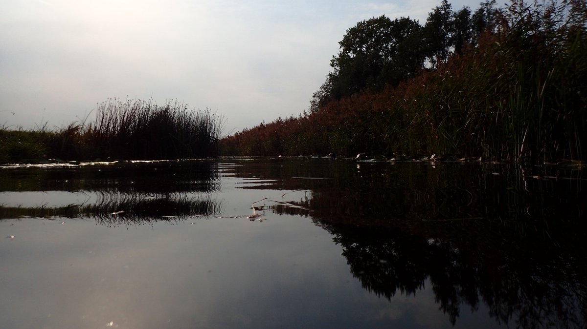 But still Wicken Lode was beautiful - including autumn rosehips on Monk's Lode. More of an otter's eye view of Wicken Fen than usual... #wickenfen  #Chalkstreams  #Fens  #Fenland  #Cambridgeshire4/7