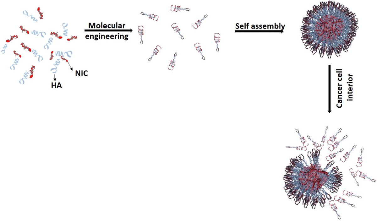 1989rpm's tweet photo. Our recent work on anticancer drug conjugated targeting ligands with their nanoassembly @NishantJain_88 @rsr004
@ACS_ABM @ACS @Nanobios_Lab
@BsbeIitb @iitbombay
https://t.co/dvyLJFMtol https://t.co/rt1MOLBxNL