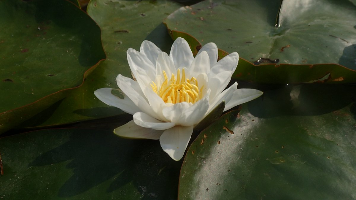 On Wicken Lode & Burwell Lode, where the  @EnvAgency vegetation cutter hadn't yet reached, there were White & Yellow Water-lilies & Amphibious Bistort. To be fair, without the cutting, swimming through the vegetation would have been v hard work.  #wickenfen  #fenland  #cambs 5/7