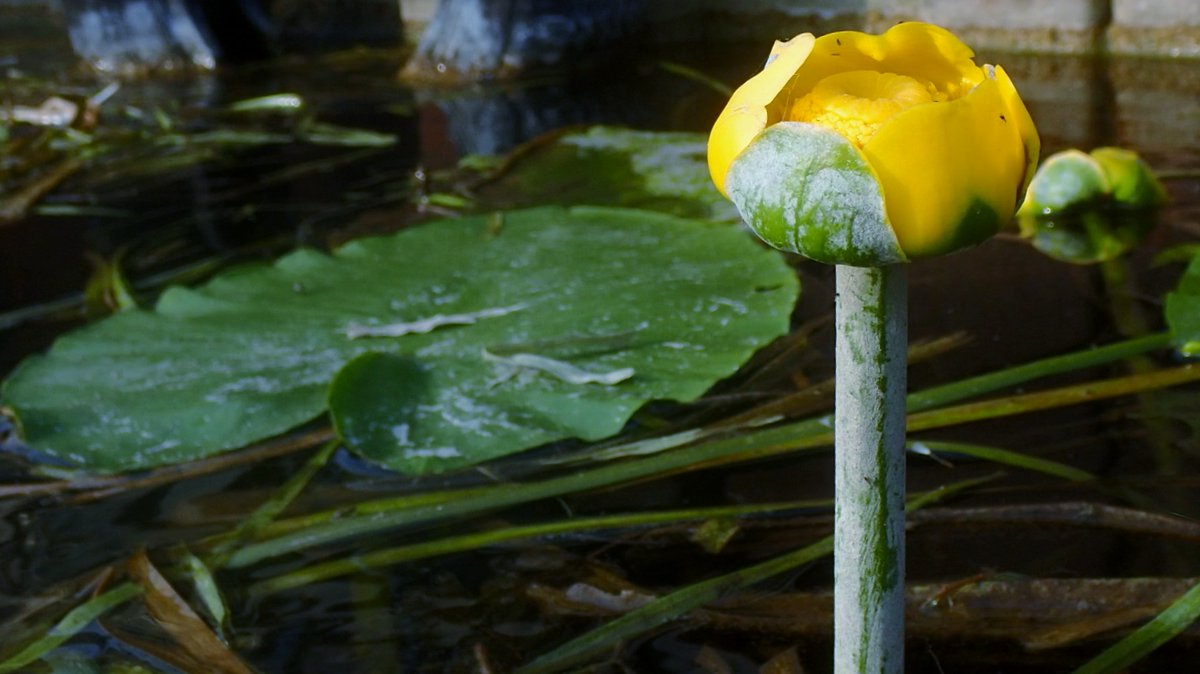 On Wicken Lode & Burwell Lode, where the  @EnvAgency vegetation cutter hadn't yet reached, there were White & Yellow Water-lilies & Amphibious Bistort. To be fair, without the cutting, swimming through the vegetation would have been v hard work.  #wickenfen  #fenland  #cambs 5/7