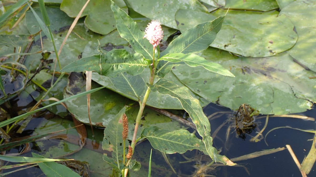 On Wicken Lode & Burwell Lode, where the  @EnvAgency vegetation cutter hadn't yet reached, there were White & Yellow Water-lilies & Amphibious Bistort. To be fair, without the cutting, swimming through the vegetation would have been v hard work.  #wickenfen  #fenland  #cambs 5/7