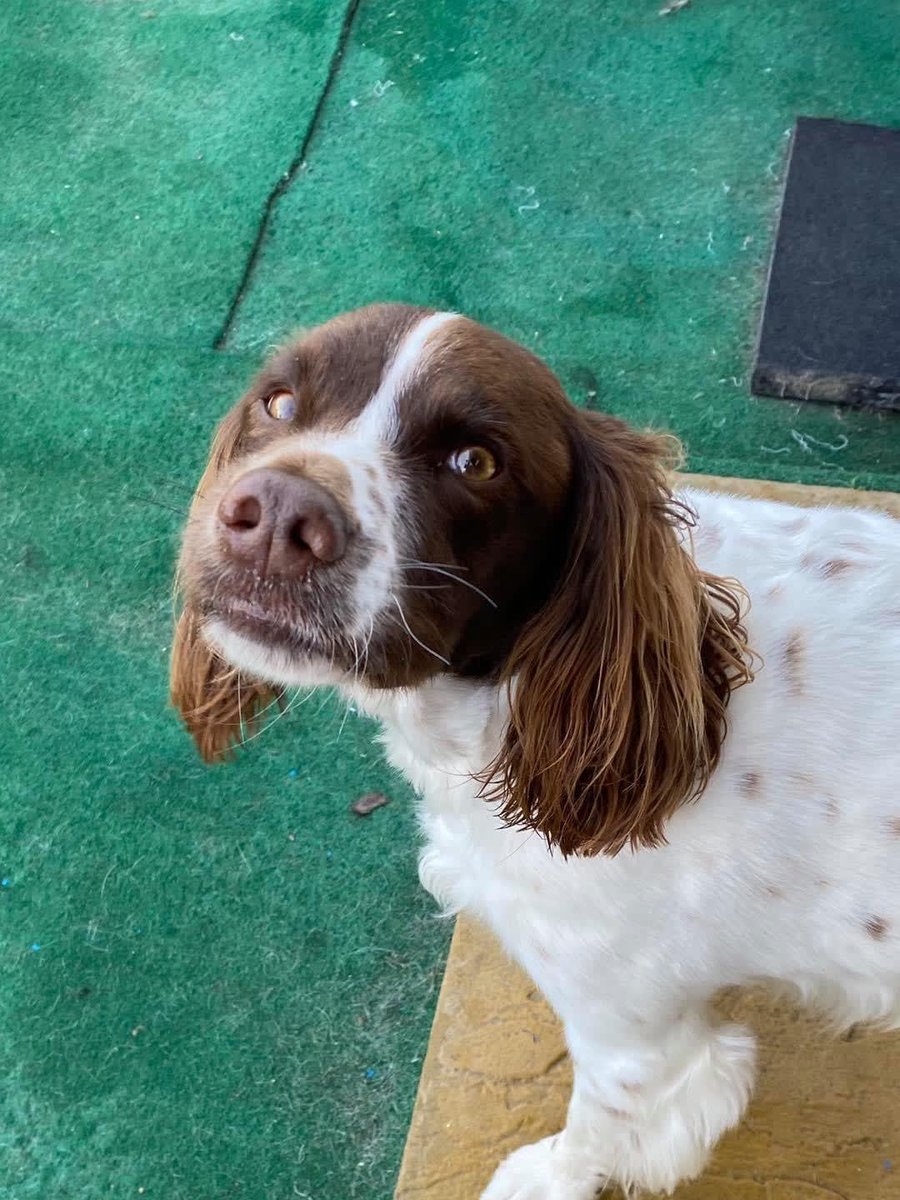 EmpawriumPaws's tweet photo. #FavouritePhotoOfTheDay #PlayPawsDoggyDayCare #PlayPawsEmpawrium
#DogsOfInstagram #PuppiesofInstagram
#InstaDogs #DogsofTwitter #DogsofFacebook #DogsofTumblr #Furbuddies #Furbabies #EssexDogs #MansBestFriend
#DogLife #WeLoveDogs #ItsaDogsLife #Dogs https://t.co/YJao4ipm9L