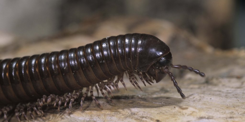 zooconomy's tweet photo. The name centipede literally means "100 legs," but they can actually have anywhere from 15 to 177 pairs of legs.
#zooconomy #didyouknow #crawl #trend #centipede #scolopendra #arthropoda #chilopoda #insect #entomology #dictyoptera #scolopendradehaani #macrophotography #bug #follow https://t.co/QliK4tVstq