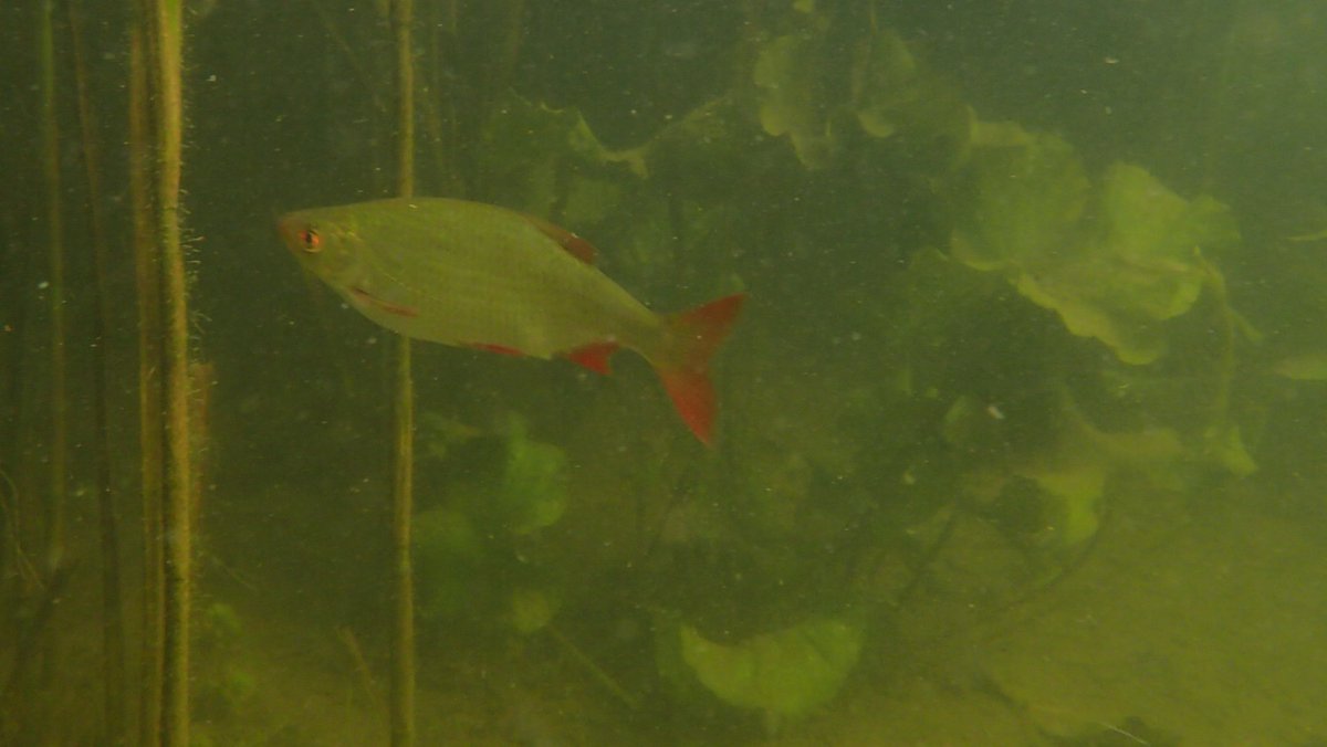 Masses of Roach and also lots of Rudd in Burwell Lode & Wicken Lode today. Only saw one really big fish - more than a foot... maybe a Carp (no photo)? #wickenfen  #BurwellLode  #Wickenlode  #fens  #fenland  #cambridgeshire 6/7