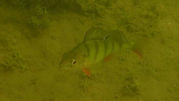 Plenty of Perch - including one with v faint stripes. And some ?Dace & perhaps Chub (but no photo).Also Ear Snails (Lymnea auricula). #wickenfen  #BurwellLode  #WickenLode  #Cambridgeshire7/7