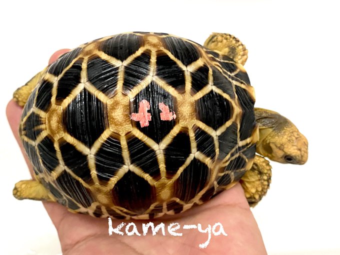 Kame Yaナオ さん がハッシュタグ スペフー をつけたツイート一覧 1 Whotwi グラフィカルtwitter分析 Kame Yaナオ さん がハッシュタグ スペフー をつけたツイート一覧 1 Whotwi グラフィカルtwitter分析